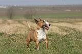 BULL TERRIER MINIATURE 346